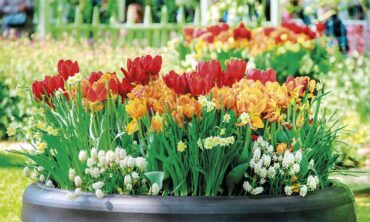 Bulbs, per aconseguir una floració espectacular a la primavera i a l’estiu