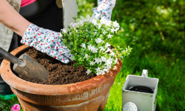 Com recuperar les plantes després de l’estiu i tasques de jardinera de tardor